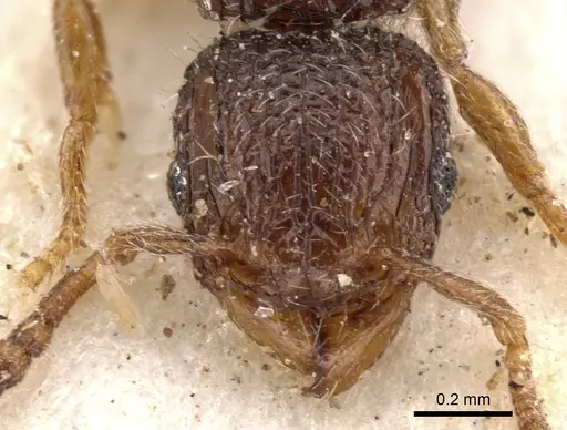 Tetramorium chloe specimen CASENT0901165 image casent0901165_2