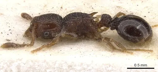 Tetramorium chloe specimen CASENT0901165 image casent0901165_3