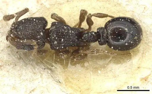 Tetramorium chloe specimen CASENT0913989 image casent0913989_1