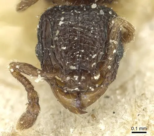 Tetramorium chloe specimen CASENT0913989 image casent0913989_2