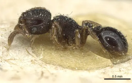 Tetramorium chloe specimen CASENT0913989 image casent0913989_3