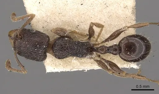 Tetramorium christiei specimen CASENT0901088 image casent0901088_1