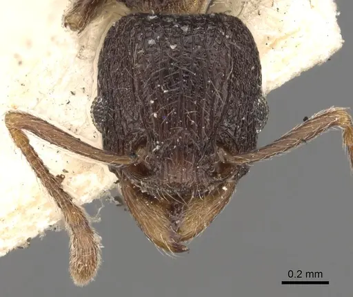 Tetramorium christiei specimen CASENT0901088 image casent0901088_2