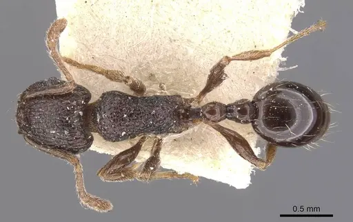 Tetramorium christiei specimen CASENT0909163 image casent0909163_1