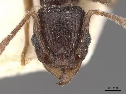 Tetramorium christiei specimen CASENT0909163 image casent0909163_2