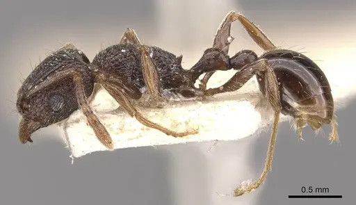 Tetramorium christiei specimen CASENT0909163 image casent0909163_3