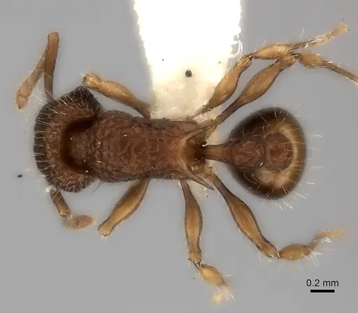 Tetramorium ciliatum specimen CASENT0217963 image casent0217963_1