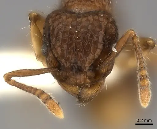 Tetramorium ciliatum specimen CASENT0217963 image casent0217963_2