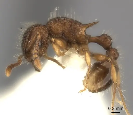 Tetramorium ciliatum specimen CASENT0217963 image casent0217963_3