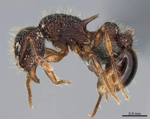 Tetramorium ciliatum specimen CASENT0268987 image casent0268987_1