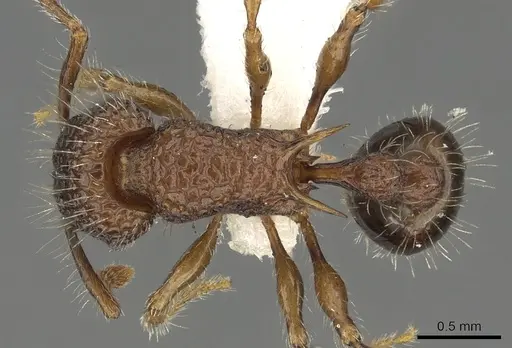 Tetramorium ciliatum specimen CASENT0901102 image casent0901102_1