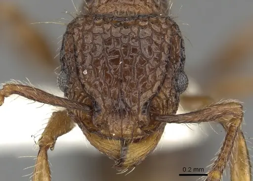 Tetramorium ciliatum specimen CASENT0901102 image casent0901102_2