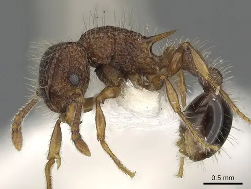 Tetramorium ciliatum specimen CASENT0901102 image casent0901102_3