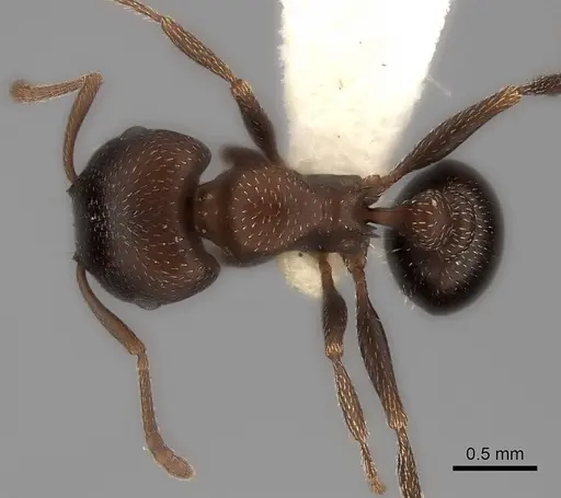 Tetramorium clunum specimen CASENT0217964 image casent0217964_1