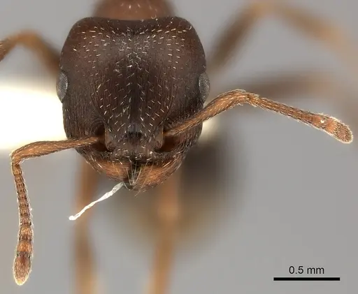 Tetramorium clunum specimen CASENT0217964 image casent0217964_2