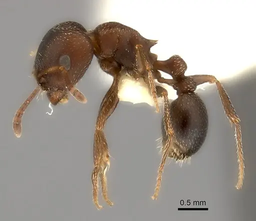 Tetramorium clunum specimen CASENT0217964 image casent0217964_3