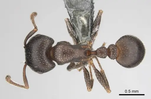Tetramorium clunum specimen CASENT0253183 image casent0253183_1