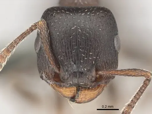 Tetramorium clunum specimen CASENT0253183 image casent0253183_2