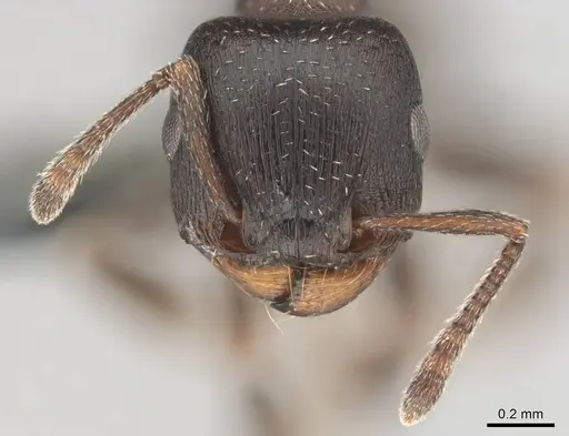 Tetramorium clunum specimen CASENT0253183 image casent0253183_3
