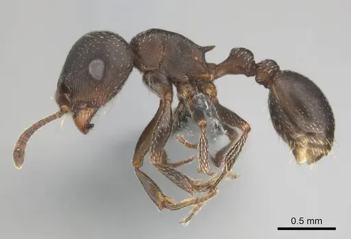 Tetramorium clunum specimen CASENT0253183 image casent0253183_4