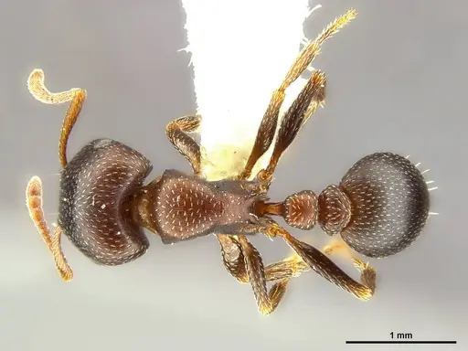 Tetramorium clunum specimen CASENT0764600 image casent0764600_1
