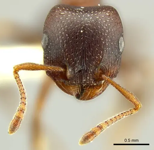 Tetramorium clunum specimen CASENT0764600 image casent0764600_2