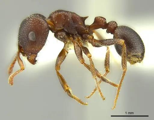 Tetramorium clunum specimen CASENT0764600 image casent0764600_3