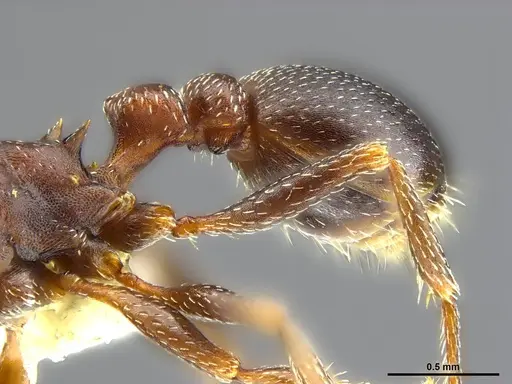 Tetramorium clunum specimen CASENT0764600 image casent0764600_4