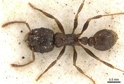 Tetramorium clunum specimen CASENT0901182 image casent0901182_1