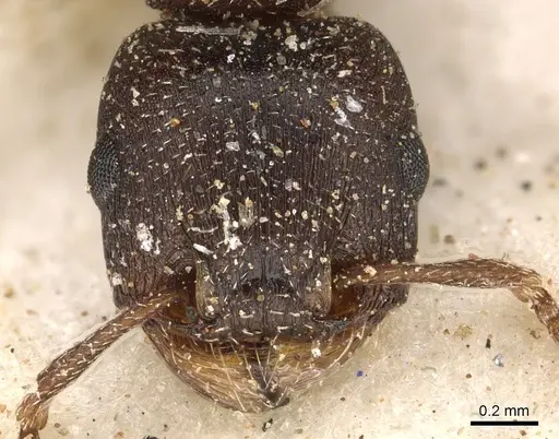 Tetramorium clunum specimen CASENT0901182 image casent0901182_2