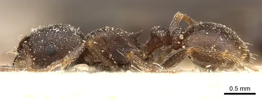 Tetramorium clunum specimen CASENT0901182 image casent0901182_3
