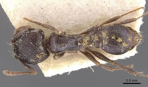 Tetramorium clunum specimen CASENT0909155 image casent0909155_1