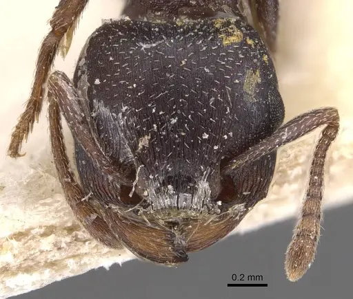 Tetramorium clunum specimen CASENT0909155 image casent0909155_2
