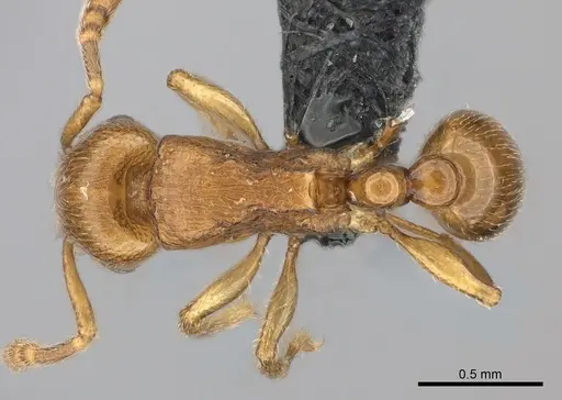 Tetramorium cognatum specimen CASENT0039470 image casent0039470_1