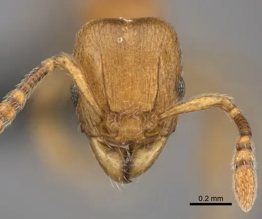 Tetramorium cognatum specimen CASENT0039470 image casent0039470_2