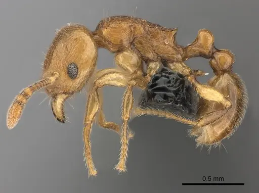 Tetramorium cognatum specimen CASENT0039470 image casent0039470_3