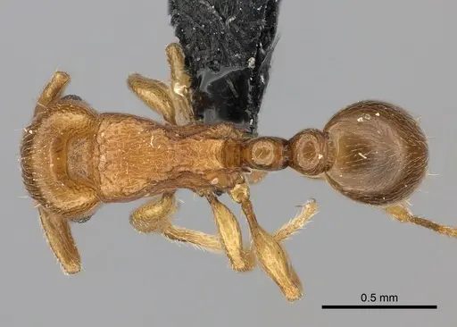 Tetramorium cognatum specimen CASENT0067891 image casent0067891_1