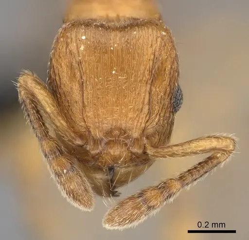 Tetramorium cognatum specimen CASENT0067891 image casent0067891_2