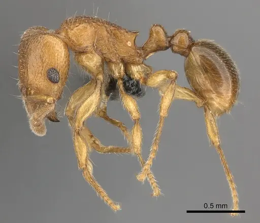 Tetramorium cognatum specimen CASENT0067891 image casent0067891_3