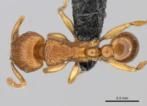 Tetramorium cognatum specimen CASENT0073192 image casent0073192_1