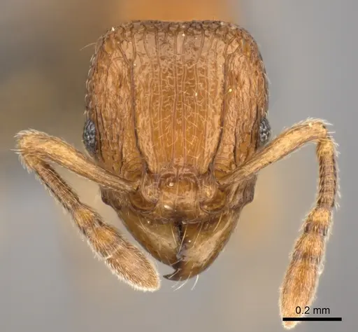 Tetramorium cognatum specimen CASENT0073192 image casent0073192_2