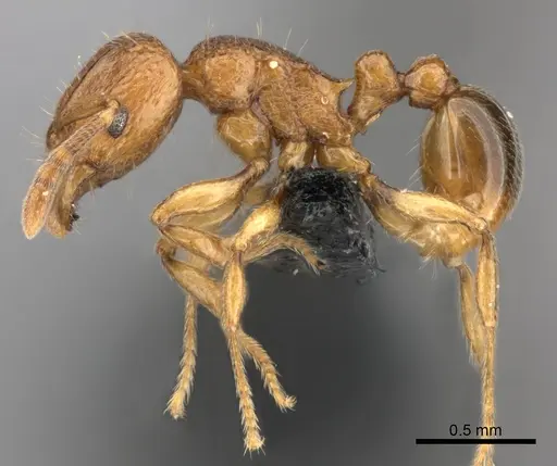 Tetramorium cognatum specimen CASENT0073192 image casent0073192_3