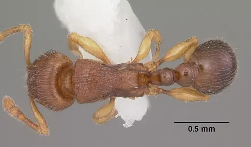 Tetramorium cognatum specimen CASENT0102343 image casent0102343_1