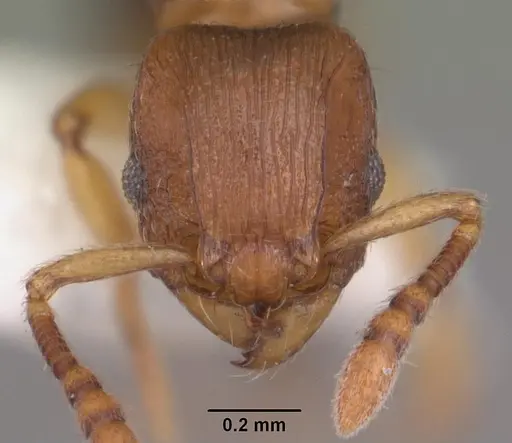 Tetramorium cognatum specimen CASENT0102343 image casent0102343_2