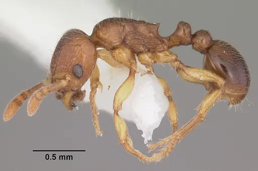 Tetramorium cognatum specimen CASENT0102343 image casent0102343_3