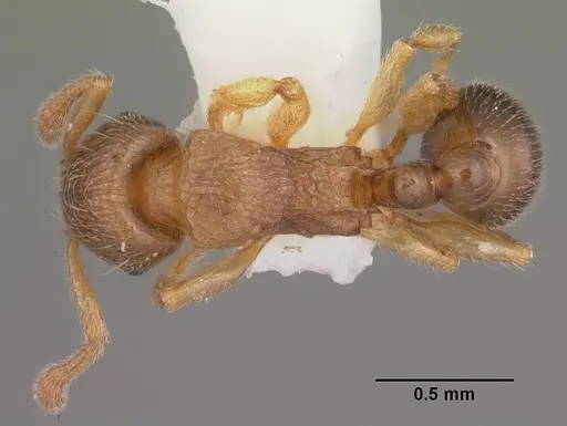 Tetramorium cognatum specimen CASENT0102344 image casent0102344_1