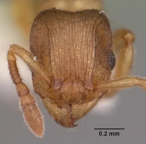 Tetramorium cognatum specimen CASENT0102344 image casent0102344_2
