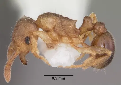 Tetramorium cognatum specimen CASENT0102344 image casent0102344_3