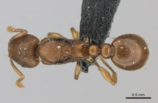 Tetramorium cognatum specimen CASENT0107931 image casent0107931_1