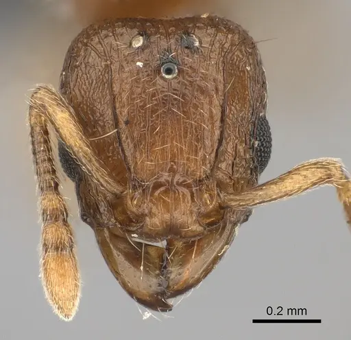 Tetramorium cognatum specimen CASENT0107931 image casent0107931_2